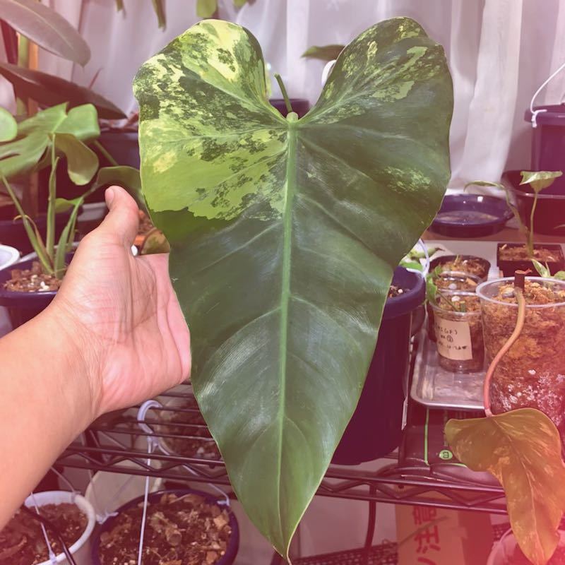 フィロデンドロン ドメスティカム 斑入りphilodendron domesticum