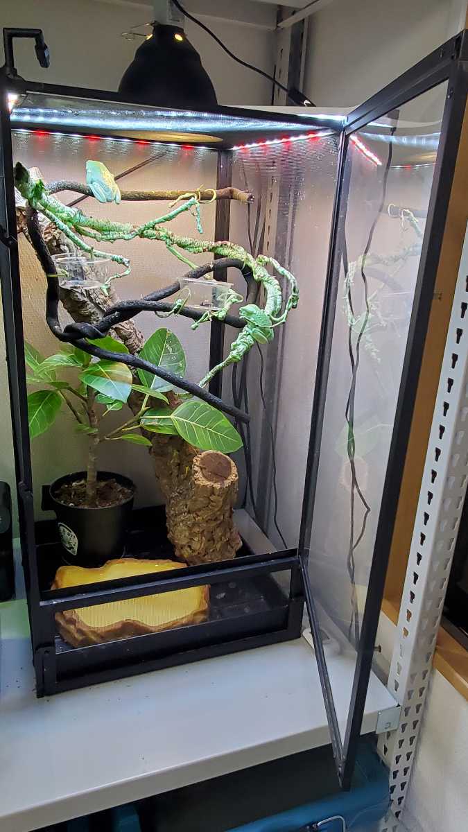 ソバージュネコメガエル カエル レア 大特価 ゲージセット 期間限定 プレゼント 爬虫類 両生類 売買されたオークション情報 Yahooの商品情報をアーカイブ公開 オークファン Aucfan Com