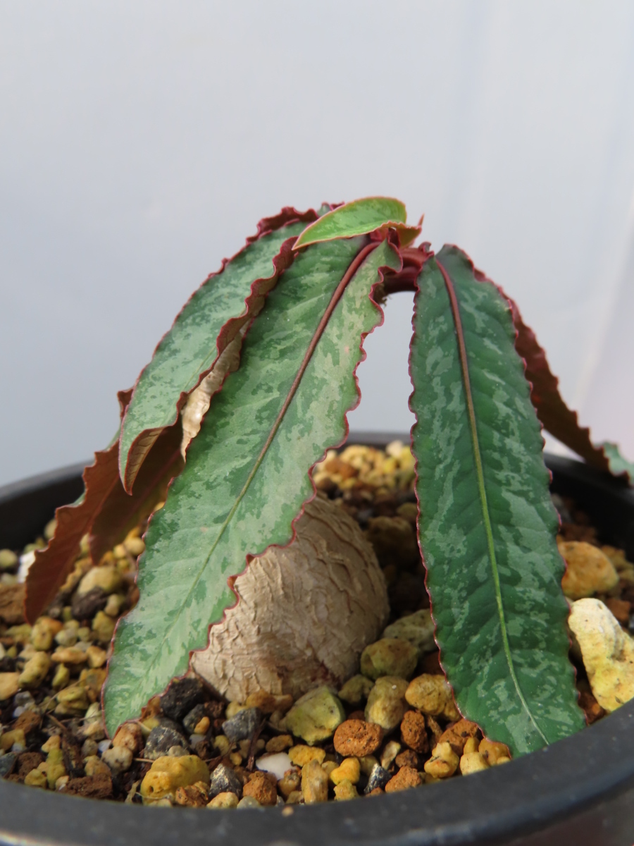 象印 電気ポット CD-SE 5.0L ☆TO☆激レア☆極上黄斑入り バオバブの木 Adansonia digitata