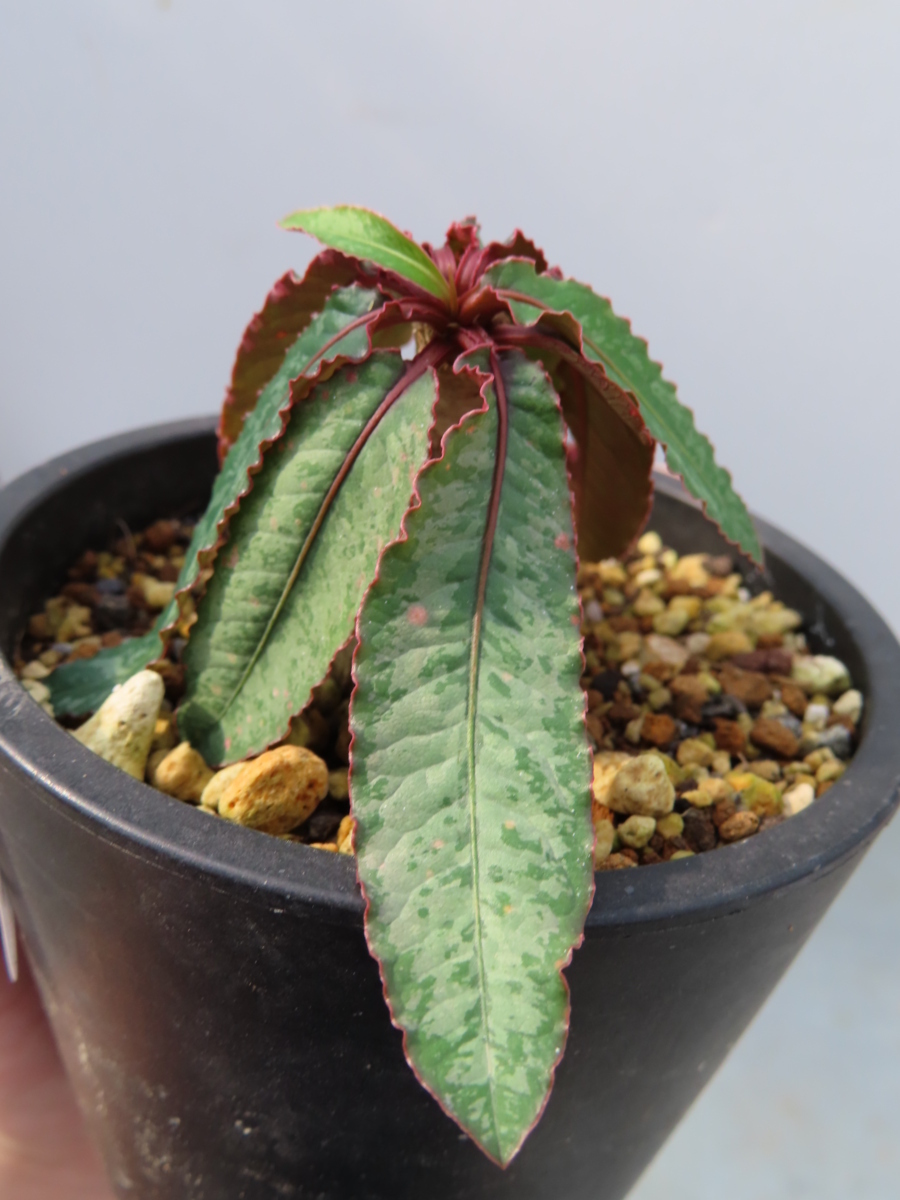 Euphorbia | - cremersiiユーフォルビア・クレメルシー RIMO'S GREEN