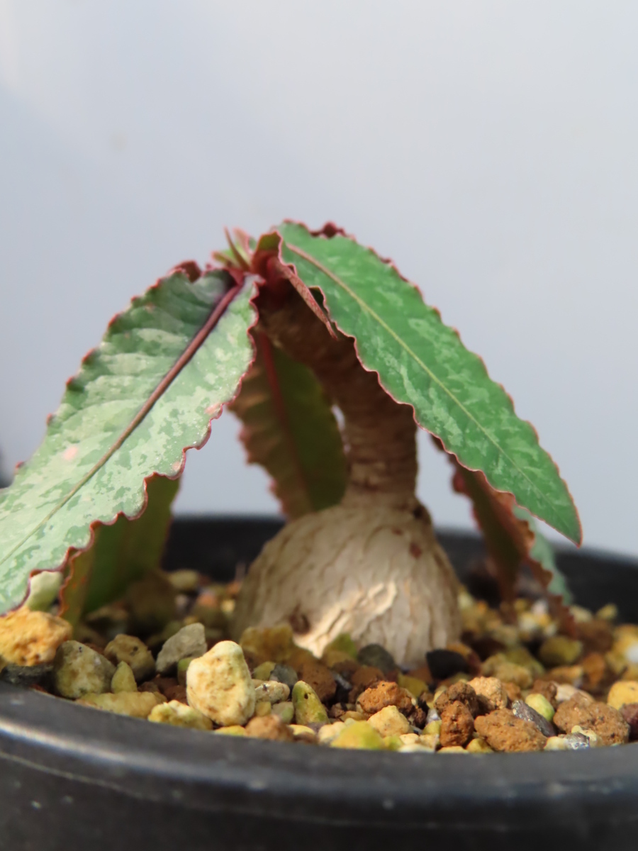 Euphorbia | - cremersiiユーフォルビア・クレメルシー RIMO'S GREEN