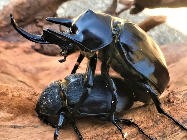 虫類 レックスゾウカブト【アクティオンゾウカブト】 ペア