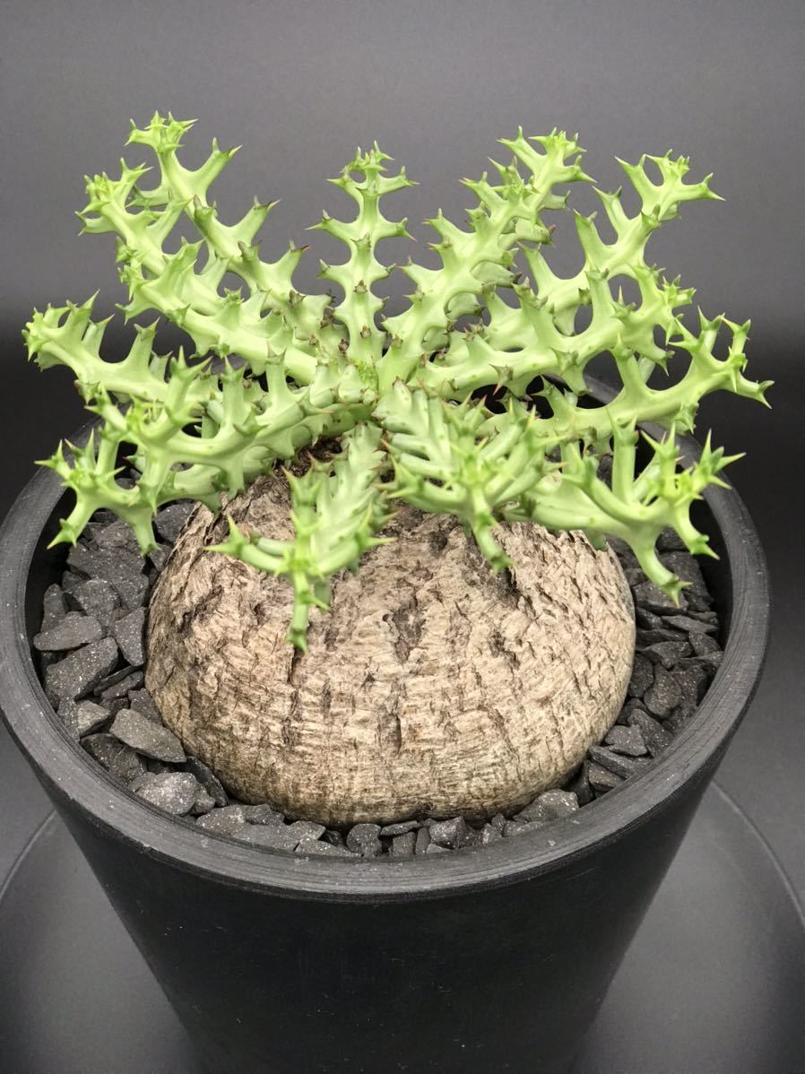 Euphorbia ユーフォルビア・ファンシャウェイ | trigger fanshawei 発