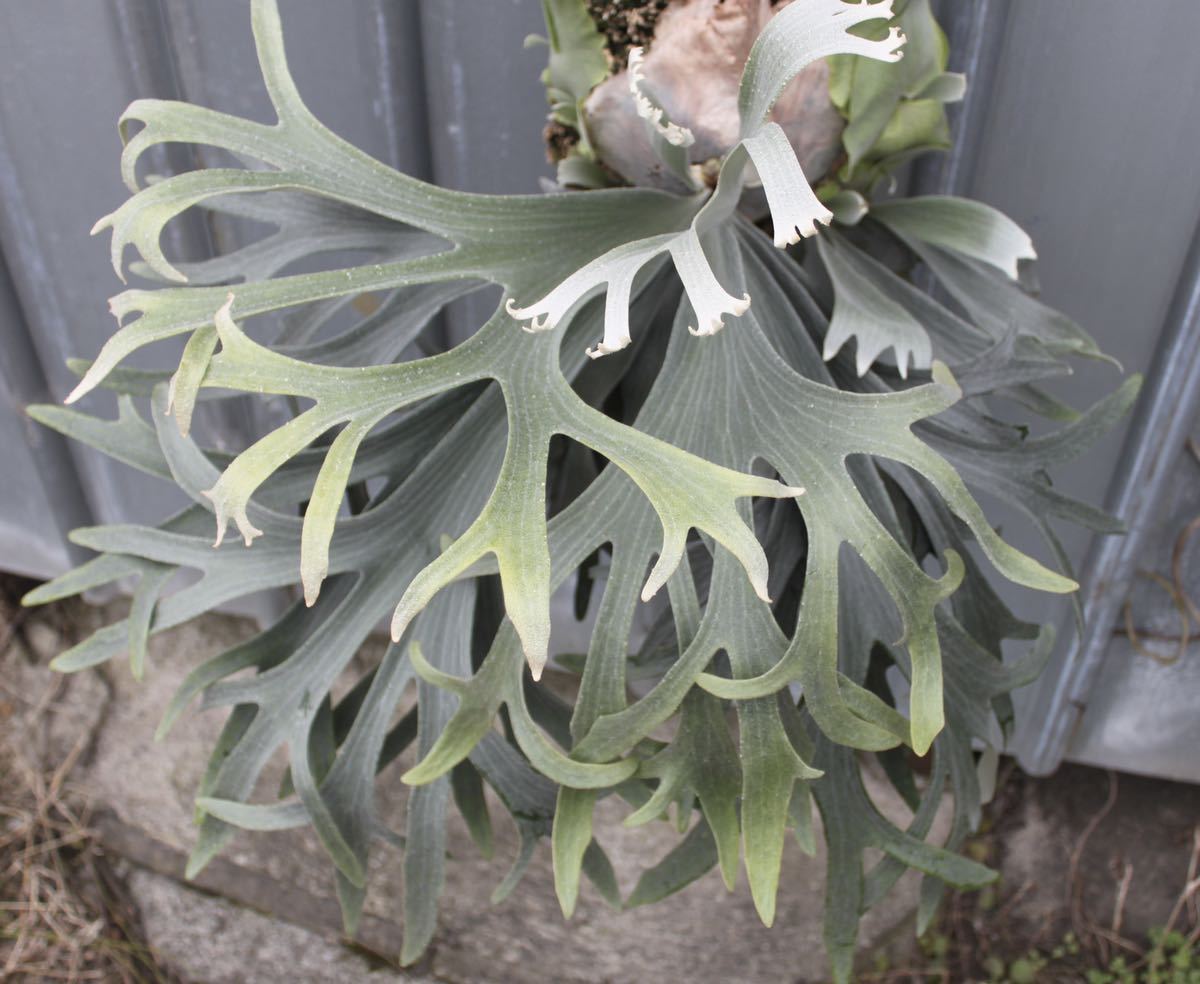 ビカクシダ bifur white 0 bifurcatum 'E-1'（白ビフ） bifur sp white