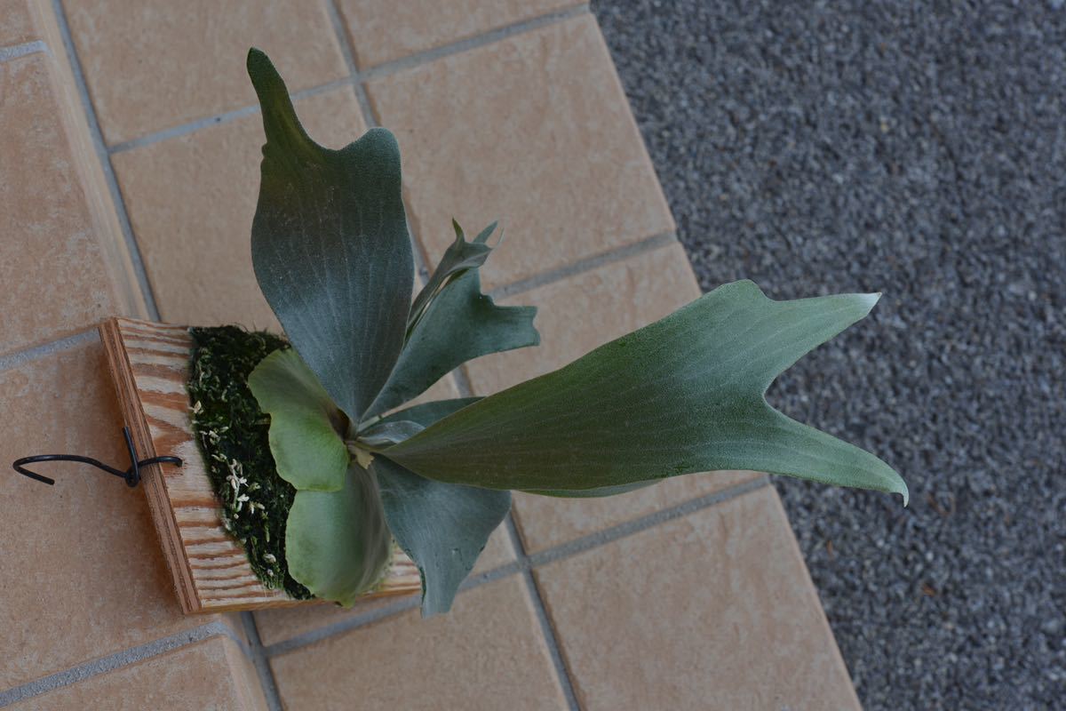 ビカクシダ bifur white 0 bifurcatum 'E-1'（白ビフ） bifur sp white