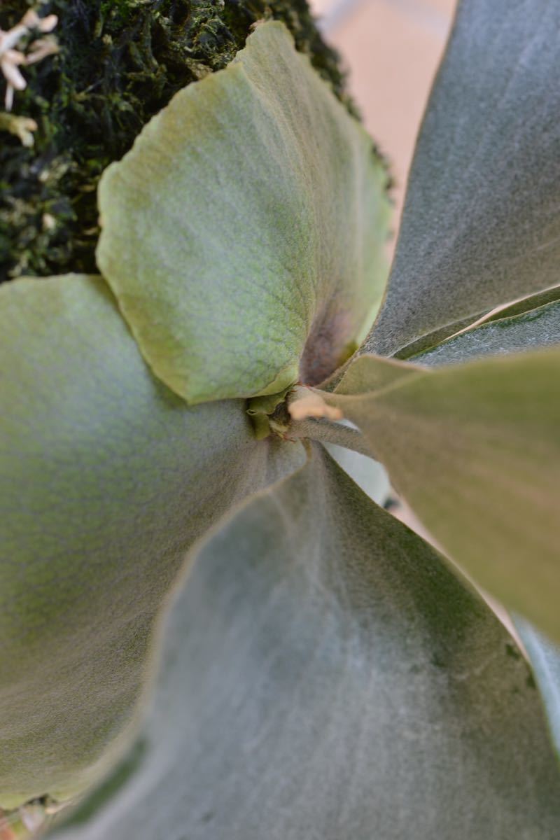 Bifur sp.white 白ビフ　Ｅ−１ (oc)ビカクシダ　3 ビカクシダ bifur white 0 bifurcatum 'E-1'（白ビフ） bifur sp white