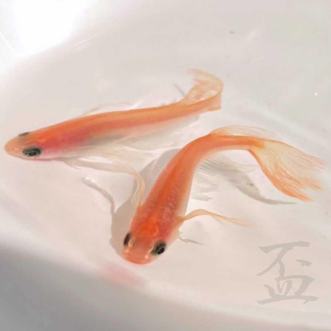 盃メダカ 双竜 そうりゅう メダカ 楊貴妃パンダ ピンク卑弥呼 保護色が適応しないメダカ 続きは説明文をお読み下さい めだか 売買されたオークション情報 Yahooの商品情報をアーカイブ公開 オークファン Aucfan Com