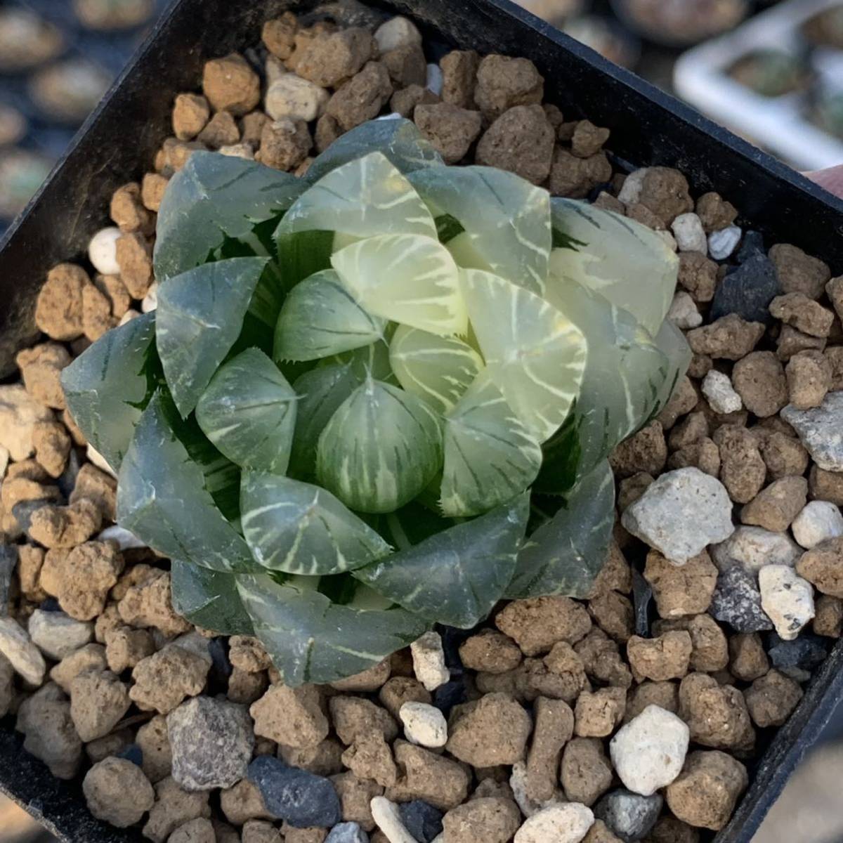 ☆多肉植物☆ ムーンガッデス錦*厚葉*（覆輪）☆エケベリア☆ ムーン