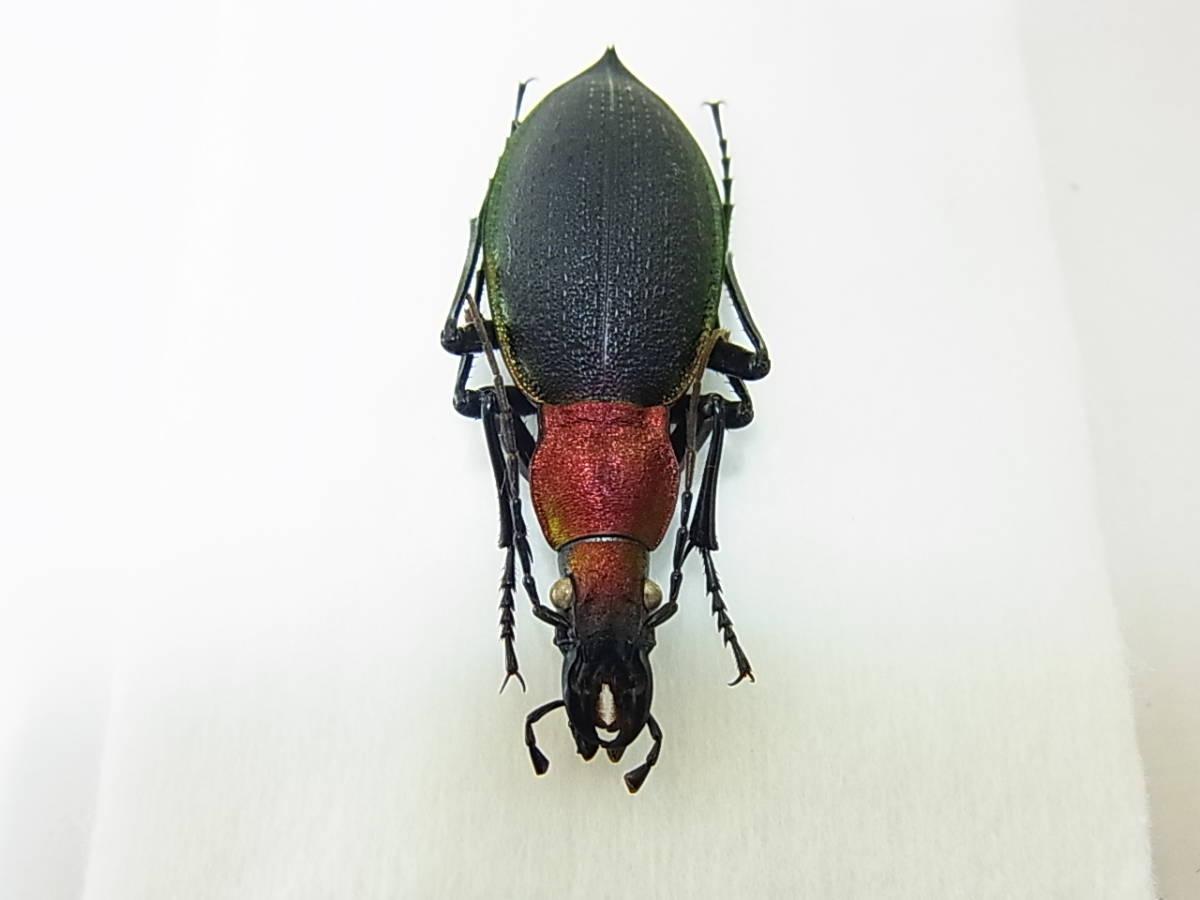 ツシマカブリモドキ | 長崎県・対馬産ツシマカブリモドキ美麗標本