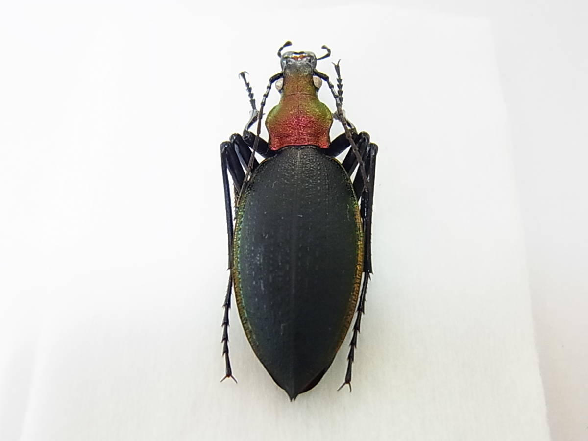 ツシマカブリモドキ | 長崎県・対馬産ツシマカブリモドキ美麗標本