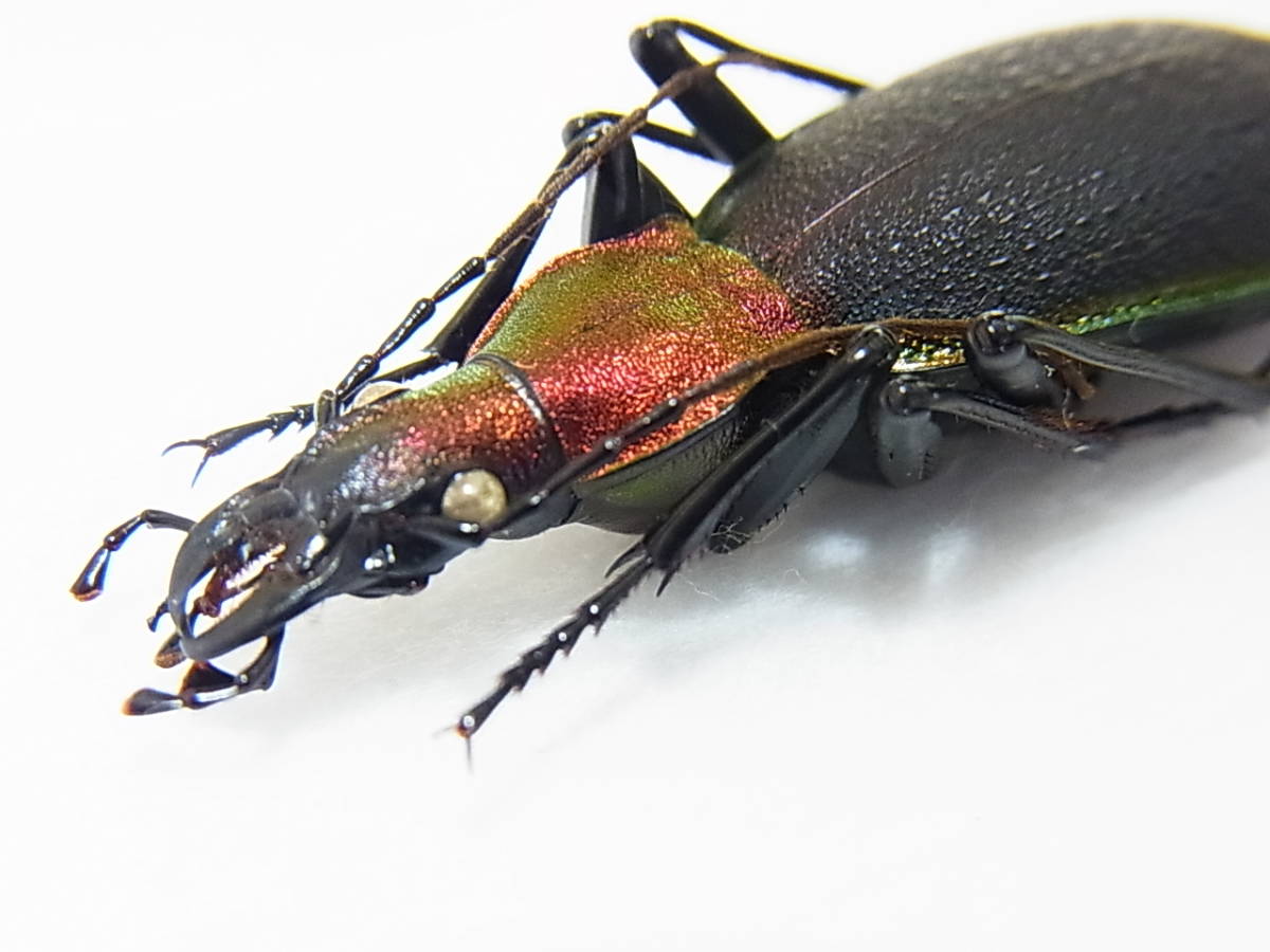 ツシマカブリモドキ | 長崎県・対馬産ツシマカブリモドキ美麗標本
