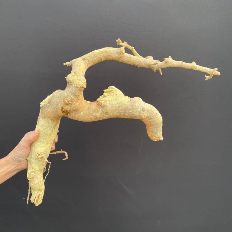【新着】3 コミフォラ ドレイク ブロックマニー ☆ Commiphora drake-brockmanii 検 パキプス グラキリス 塊根植物 コミフォラ Commiphora drakebrockmanii - pescado 良型