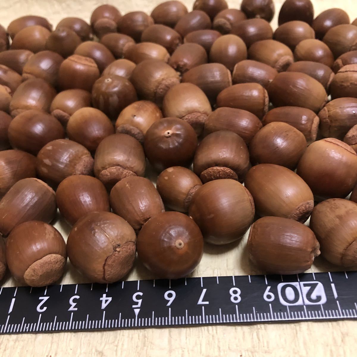 360円 驚きの安さ 送料込み 大きいどんぐり 50個 縦 約2 0 2 5cm