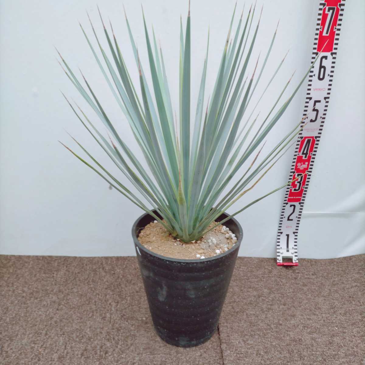 Yucca ユッカ リギダ8号 ブルーユッカ 大株