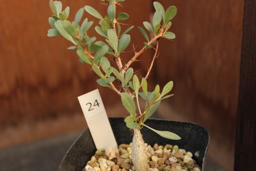 24 フォークイエリア（イドリア）観峰玉（Fouquieria columnaris