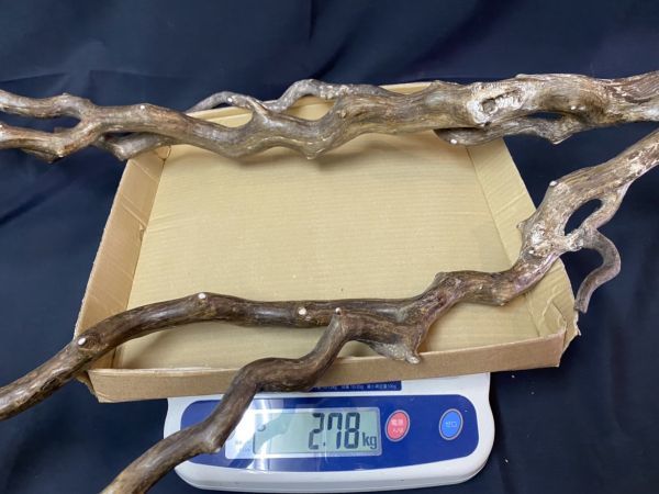 ☆珊瑚 サンゴ 深海松 約2780g 海松 原木 枝 虹色 宝石 ブルー 