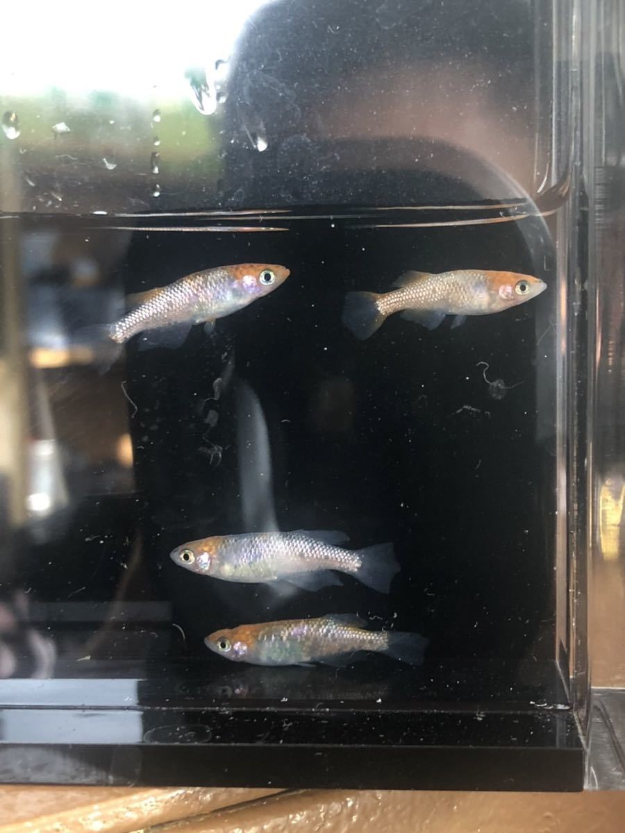 【めだか屋山麓苑】　月下美人　2ペア　現物出品　b_1