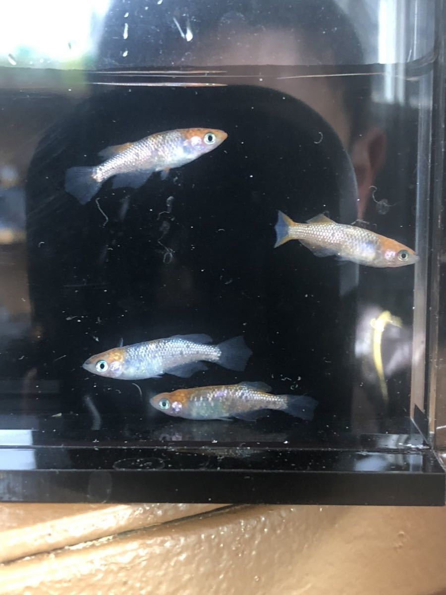 【めだか屋山麓苑】　月下美人　2ペア　現物出品　b_2