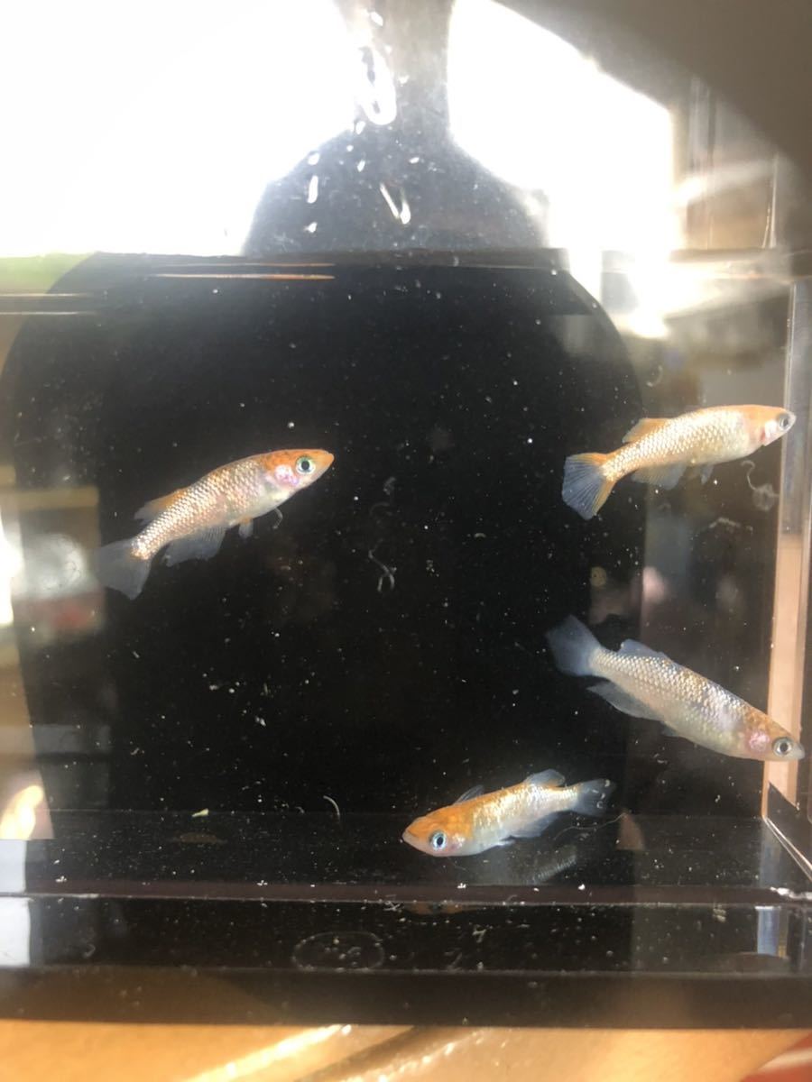 【めだか屋山麓苑】　月下美人　2ペア　現物出品　b_3