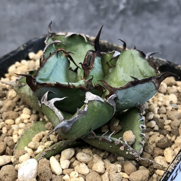 【数量限定】アガベ　オテロイ　種子　姫厳竜×黒火焔 30粒 数量限定】アガベ オテロイ 種子 姫厳竜×黒火焔 15粒 アガベ