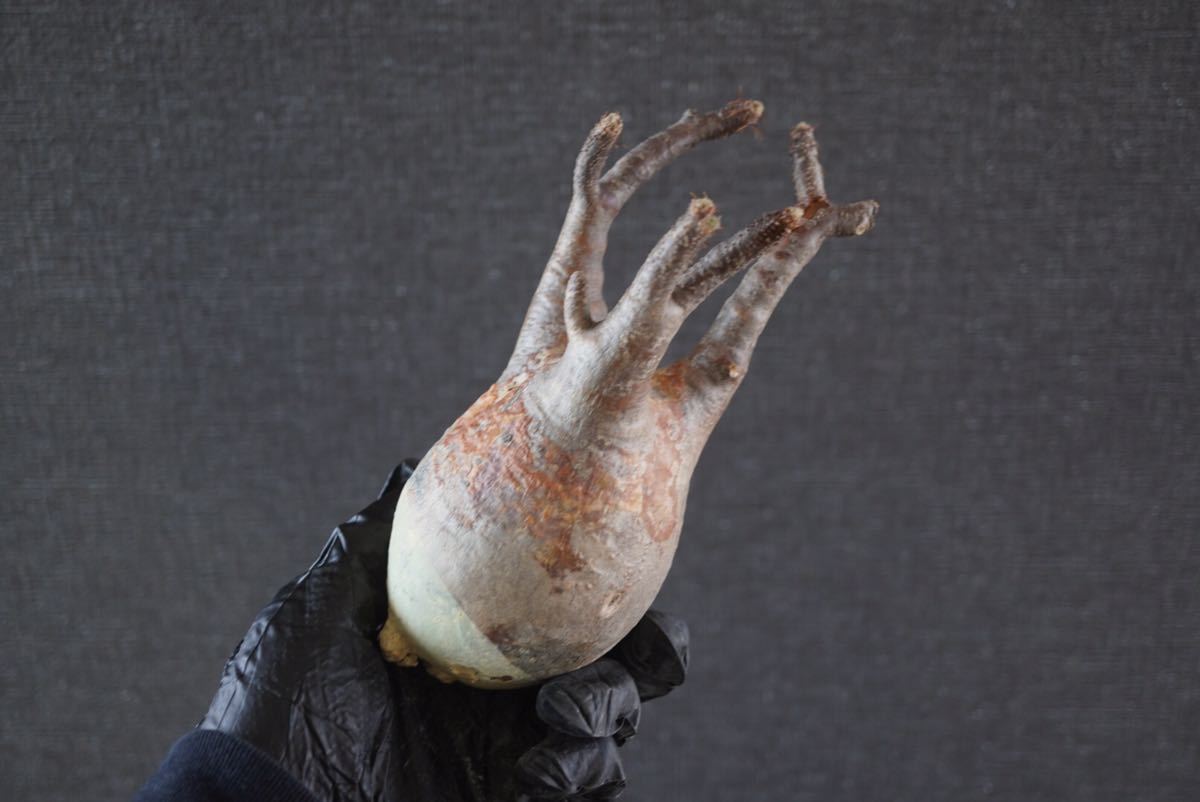 ⑩新入荷グラキリス※ベアルート株□□Pachypodium Gracilius 