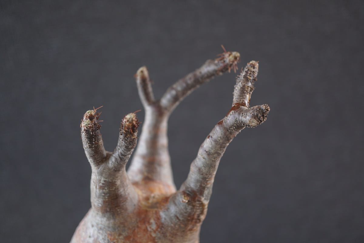 ⑩新入荷グラキリス※ベアルート株□□Pachypodium Gracilius 
