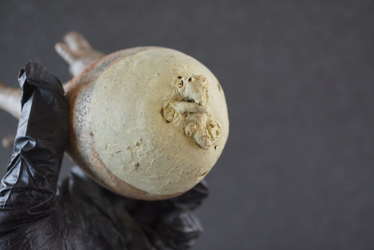 ⑩新入荷グラキリス※ベアルート株□□Pachypodium Gracilius 