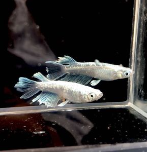 sold outメダカ 吽形 1ペア＋メス 極上 楽天市場】GOD1ペア 成魚 メダカ 改良メダカ 鑑賞魚 黒 赤 オレンジ