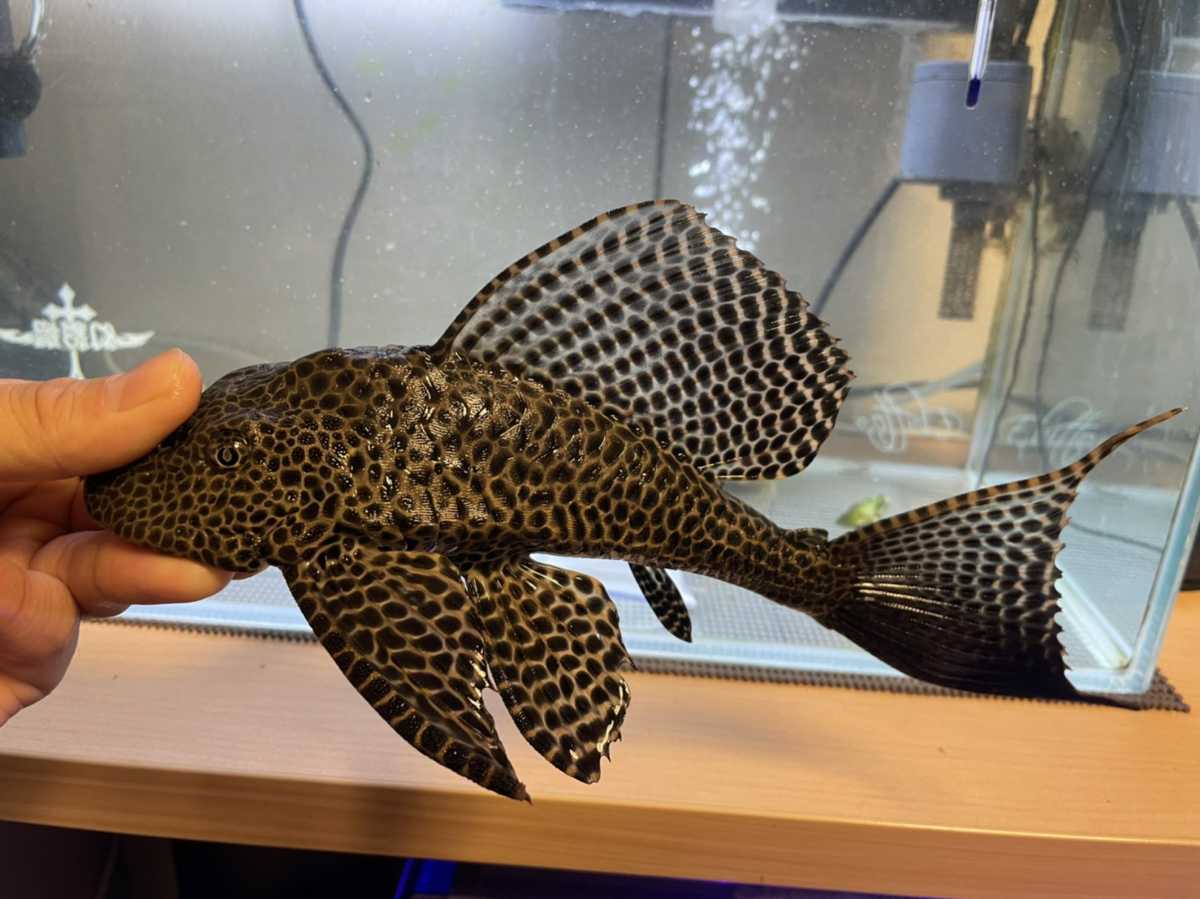 マーブルセルフィンプレコ 28cm プレコ 売買されたオークション情報 Yahooの商品情報をアーカイブ公開 オークファン Aucfan Com