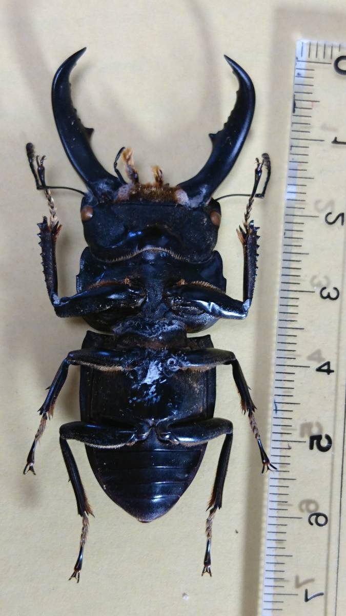 サキシマヒラタクワガタ 標本 特大石垣島 サキシマヒラタクワガタ 77
