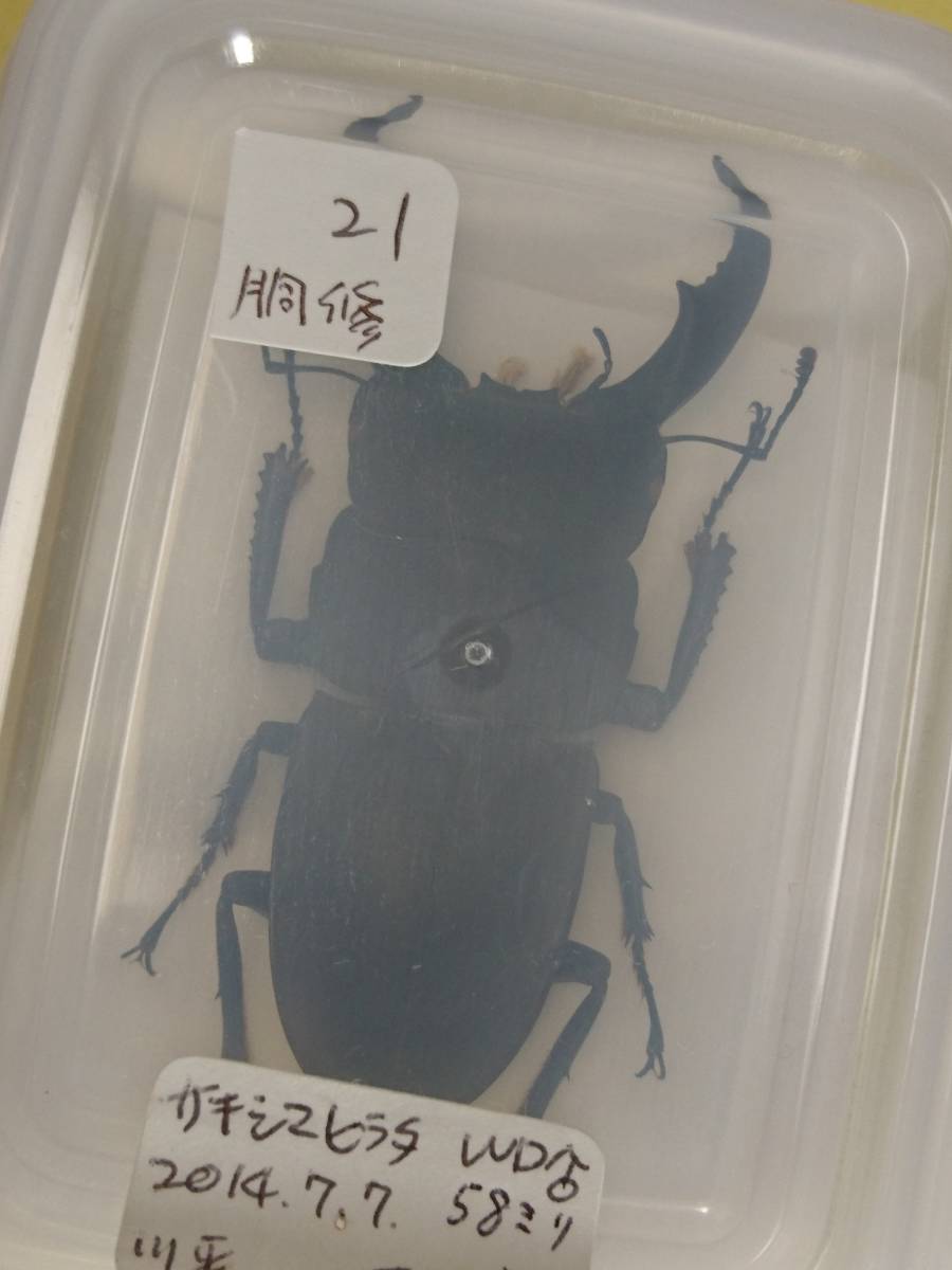 サキシマヒラタクワガタ 標本 特大石垣島 サキシマヒラタクワガタ 77