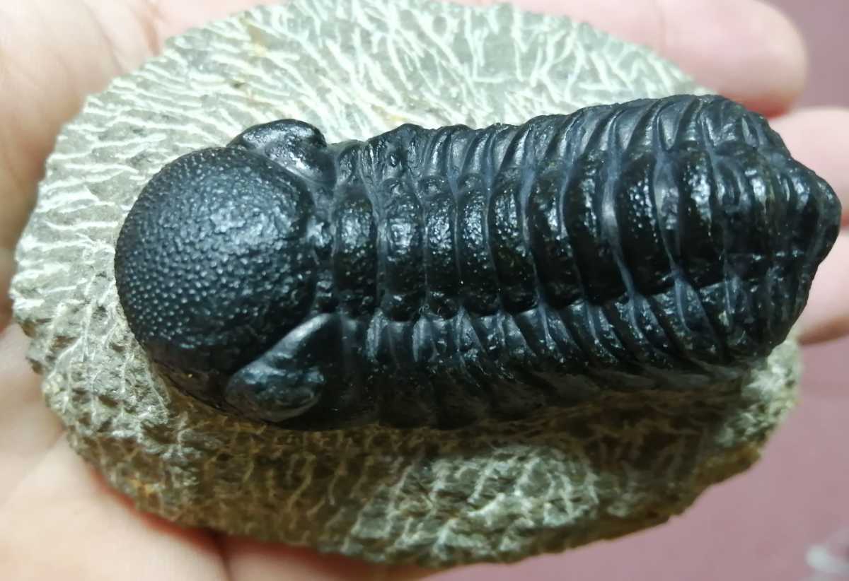 化石三葉虫モロッコ産 Phacops speculatorPH-10 セール，爆買い 【公式