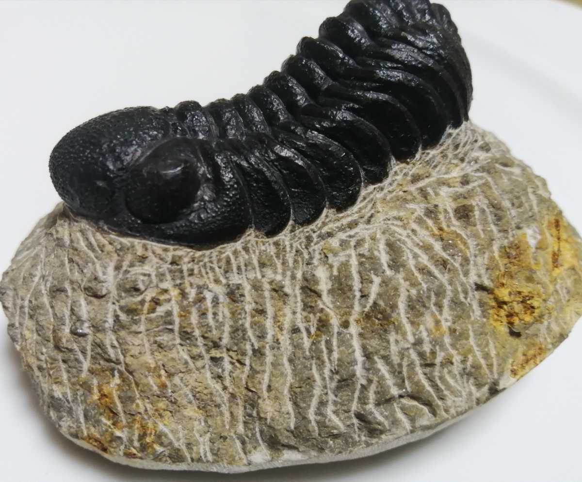 化石三葉虫モロッコ産 Phacops speculatorPH-10 セール，爆買い 【公式