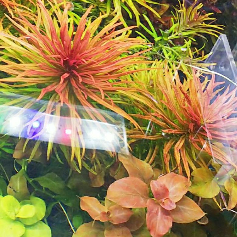 アラグアイア レッド ロタラ 無農薬 Rnbi Lv