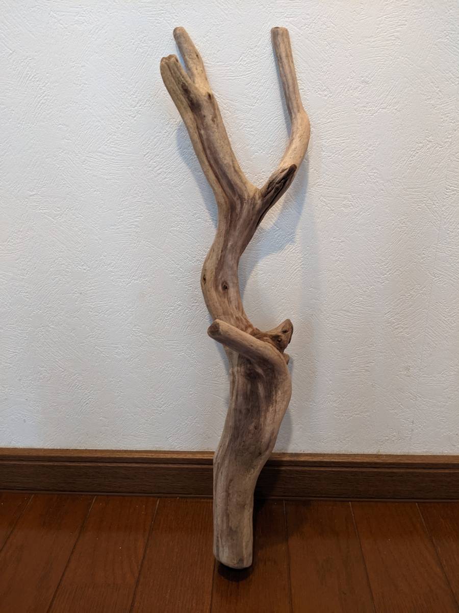 ☆天然流木 水槽 1点物 アクアリウム オブジェ アート 50×9.5×12cm
