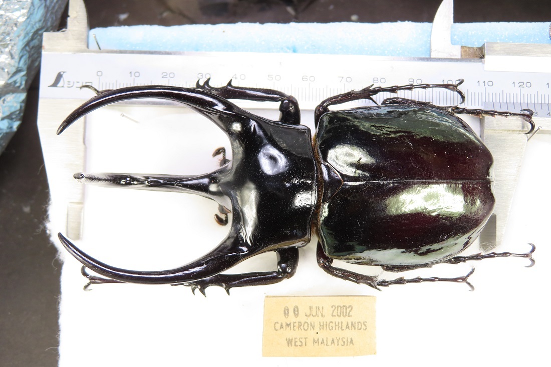 虫研】☆極太マレーコーカサス112㎜☆ カブトムシ クワガタムシ 昆虫