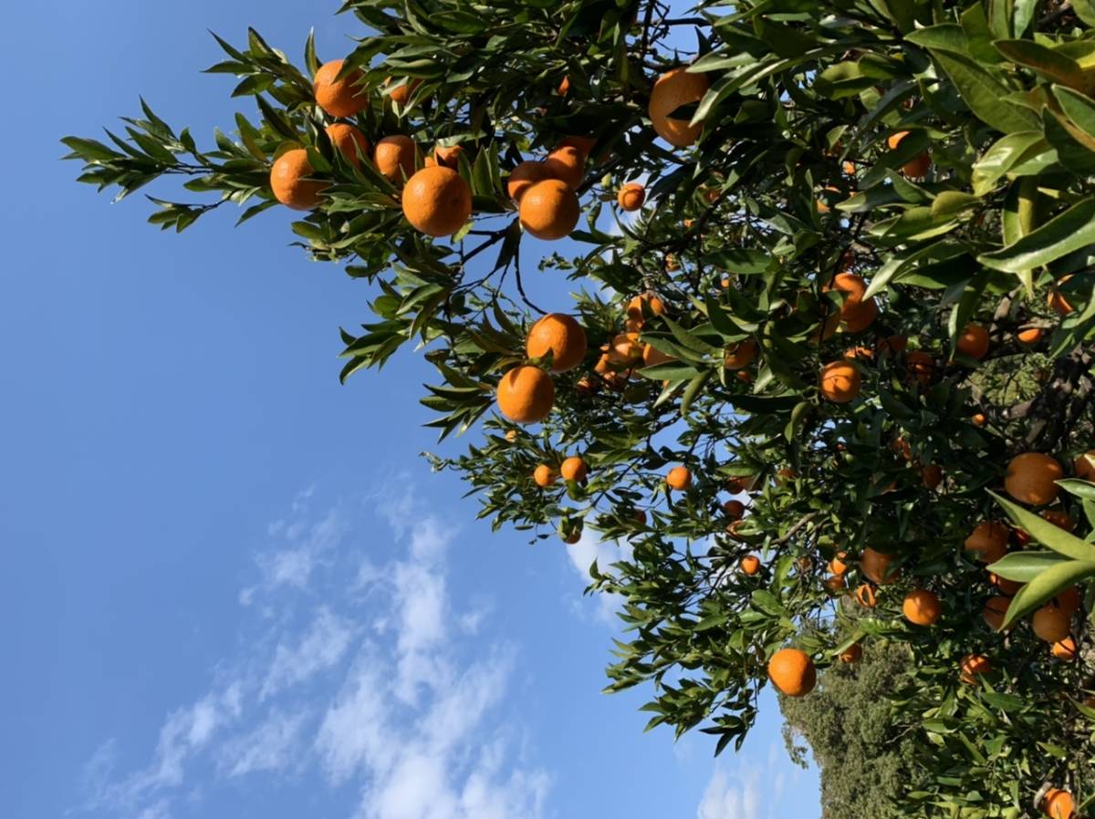 農家直送 ～規格外屋久島ポンカン　ぽんかん　１０キロ_1