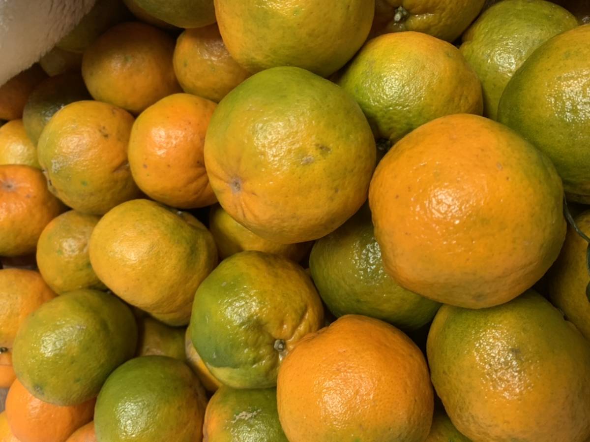 農家直送 ～規格外屋久島ポンカン　ぽんかん　１０キロ_2