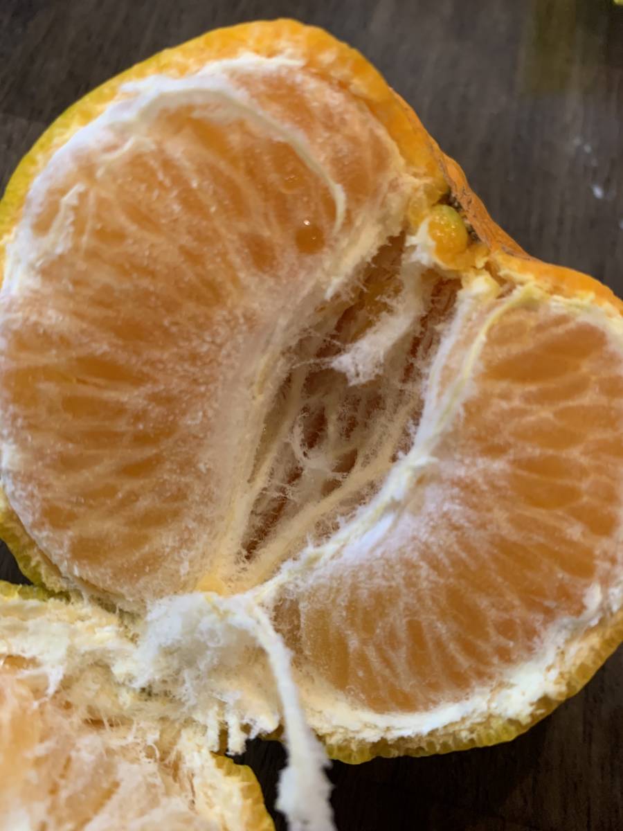 農家直送 ～規格外屋久島ポンカン　ぽんかん　１０キロ_3