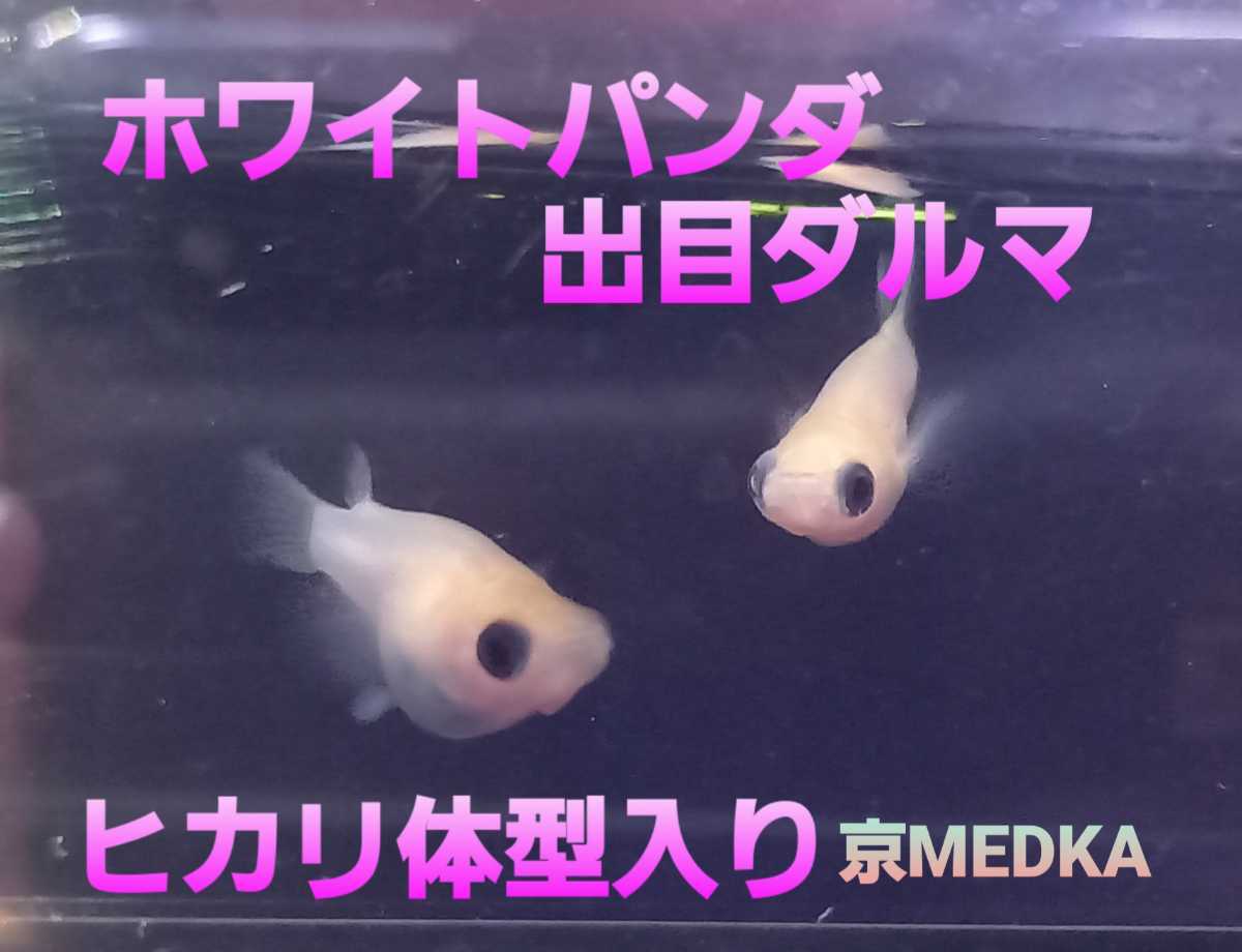 ホワイトパンダ出目ダルマメダカの卵30個 特別価格 パンダメダカ 出目 ダルマメダカ ヒカリ体型 京medka めだか 売買されたオークション情報 Yahooの商品情報をアーカイブ公開 オークファン Aucfan Com
