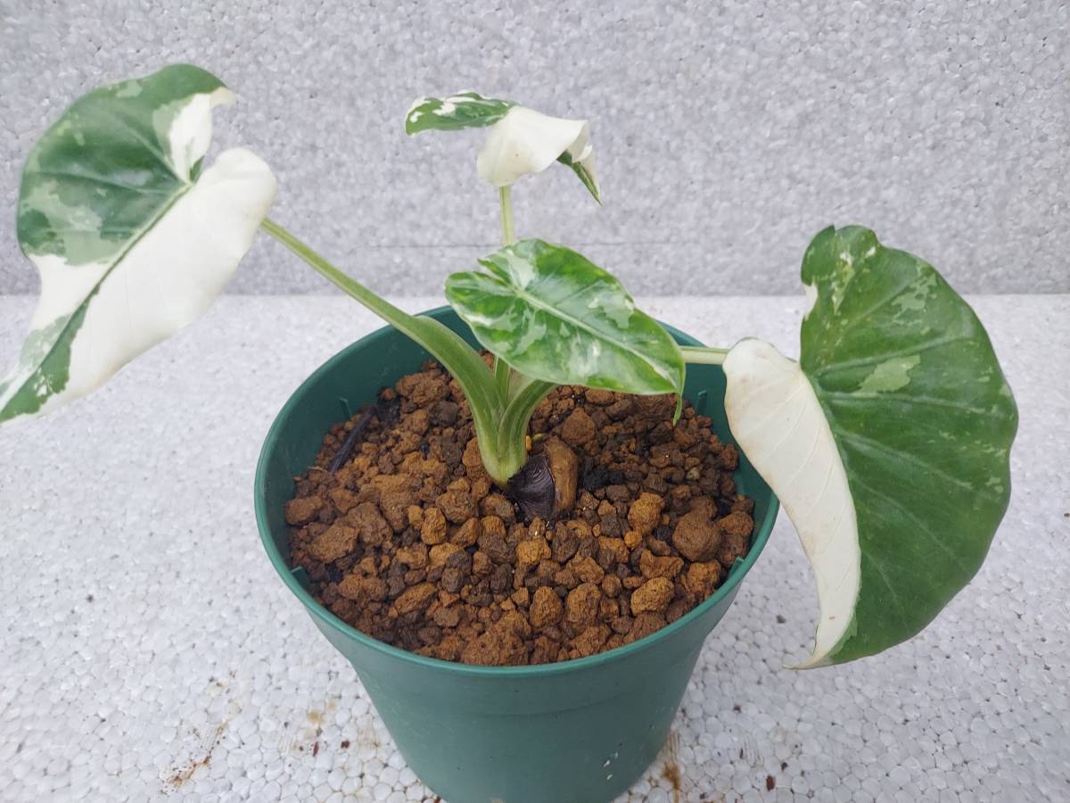 NO.0143 斑入り 古典 白斑入クワズイモ 特 2ヶセット 観葉植物