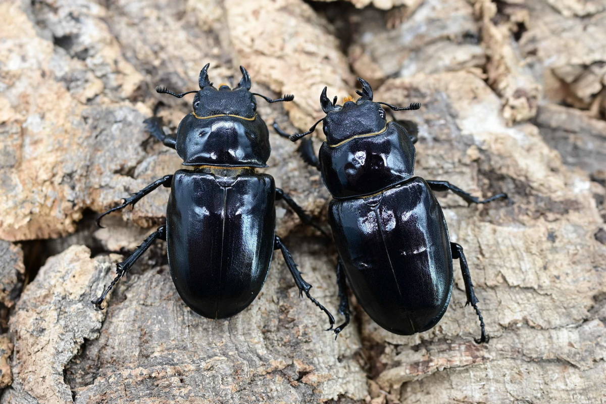 売り切り!!ユダイクスミヤマクワガタ♂86mm Lucanuscervusjudaicus
