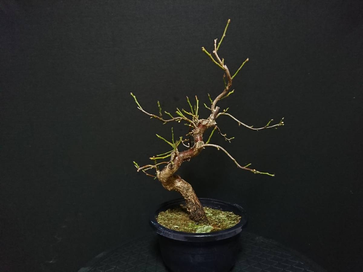 ビャクシン 野梅 米良 ヤバイ メラ 極太幹 樹高２９ 貴風盆栽 梅盆栽 花梅 優良素材 No１ー１２ 松 売買されたオークション情報 Yahooの商品情報をアーカイブ公開 オークファン Aucfan Com