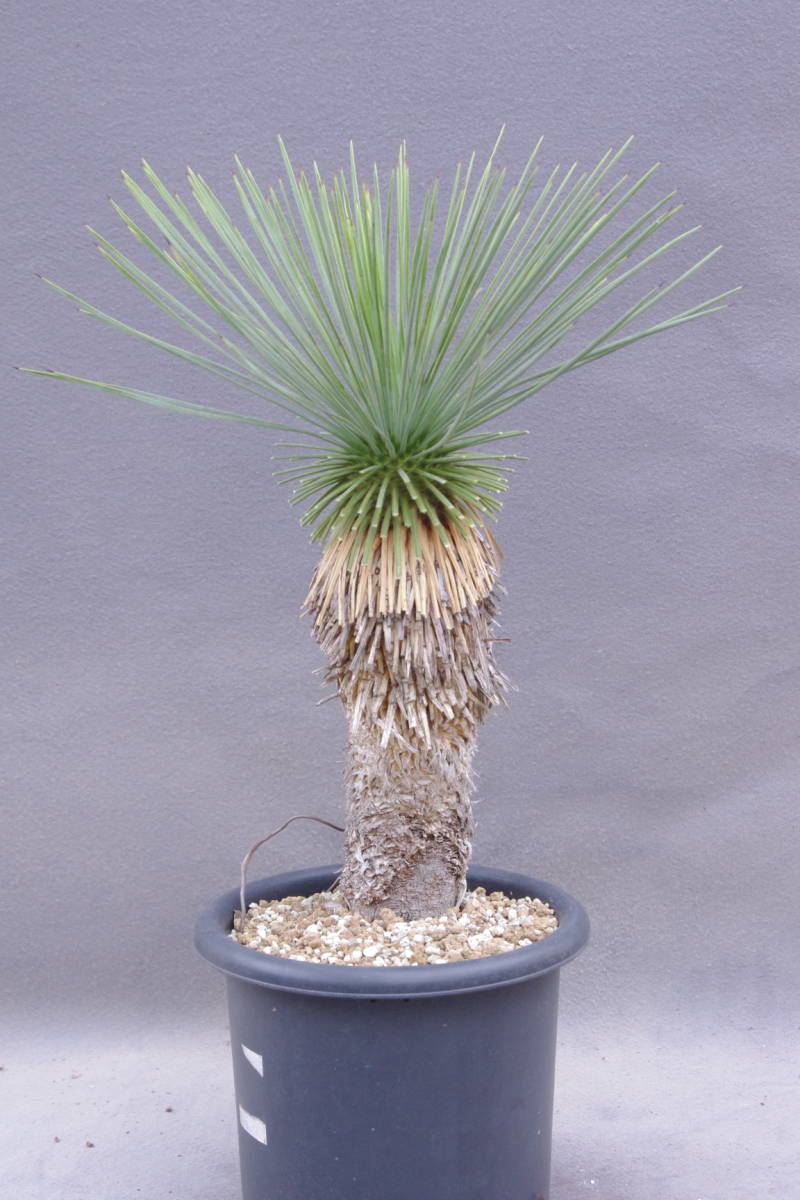 ユッカ リネアリフォリア (つ) 太株 リネアリフォリア (け) 太株 専用 特リピ割 ユッカ リネアリフォリア