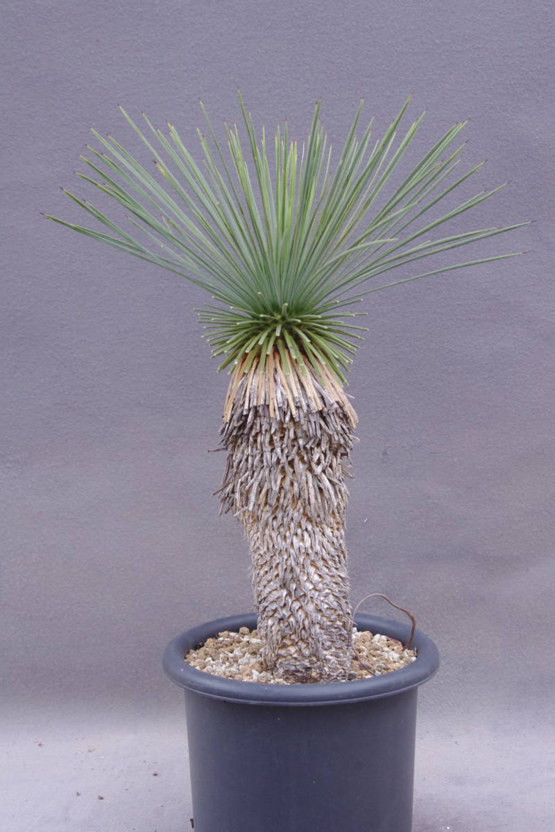 現品ユッカ・リネアリフォリア linearifolia 9号 Z9番 ユッカ・リネ