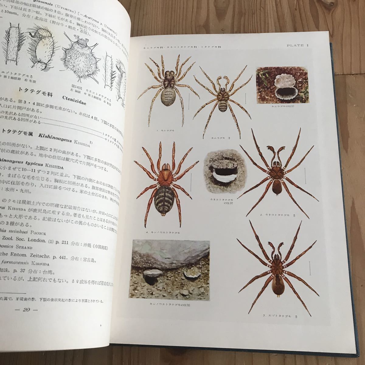 最大65 オフ 写真 日本クモ類大図鑑 人文