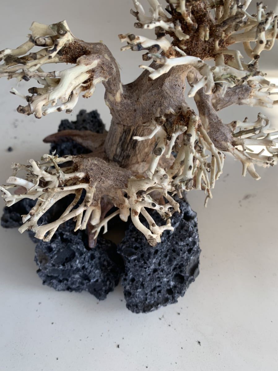 溶岩付 盆栽 流木 五葉松 水景流木 ウィローモス活着 木 流木21 26ｃｍ アクアリウム レイアウト 水槽 石 パルダリウム 水槽装飾品 売買されたオークション情報 Yahooの商品情報をアーカイブ公開 オークファン Aucfan Com