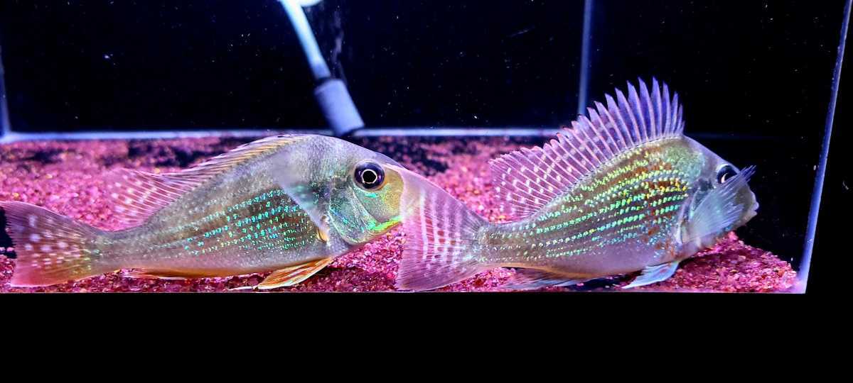Yahoo!オークション 「ゲオファーガス」ペット、生き物の落札 かねだい 