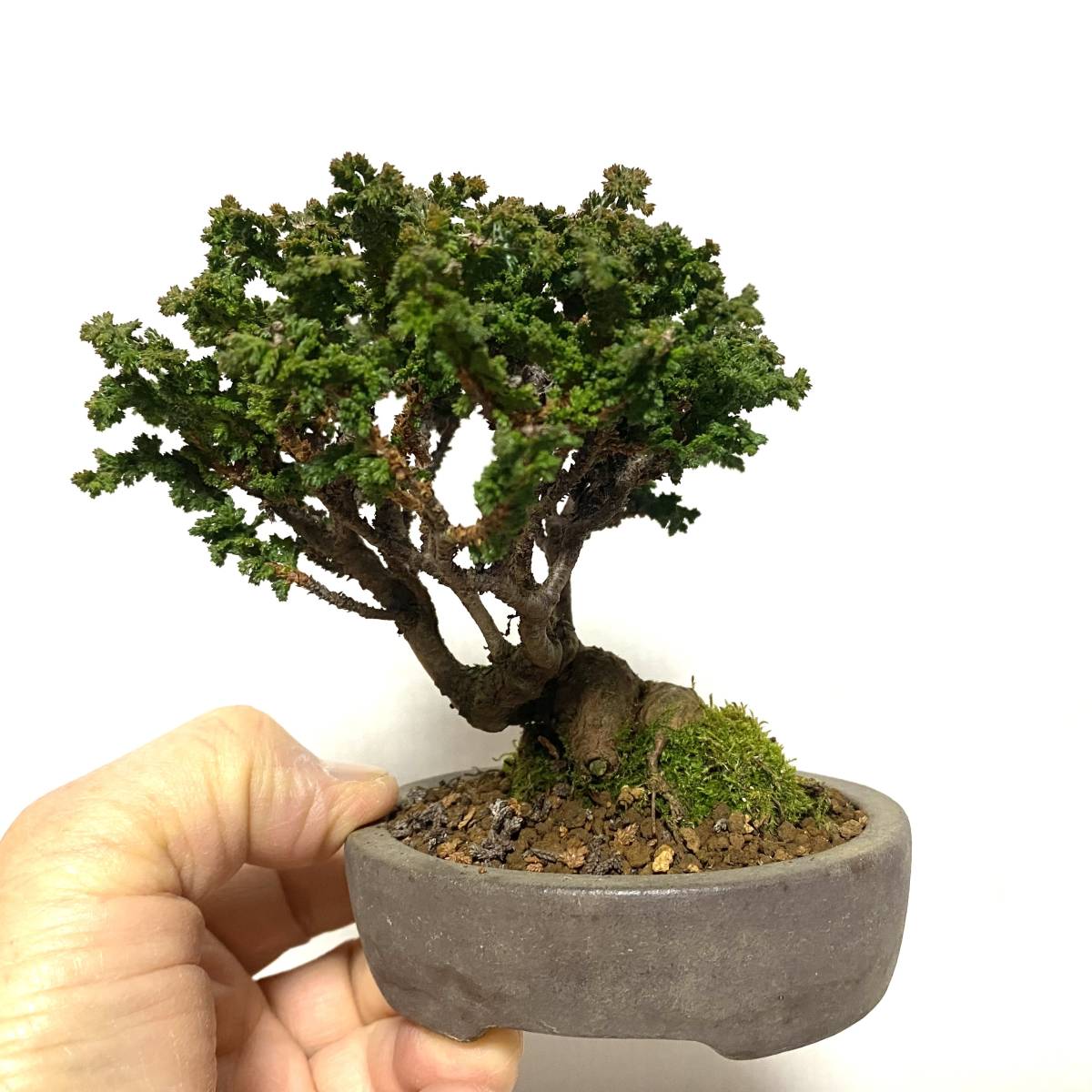 小品 根上がり さつき盆栽 ◇碧空◇ 鉢 4号深