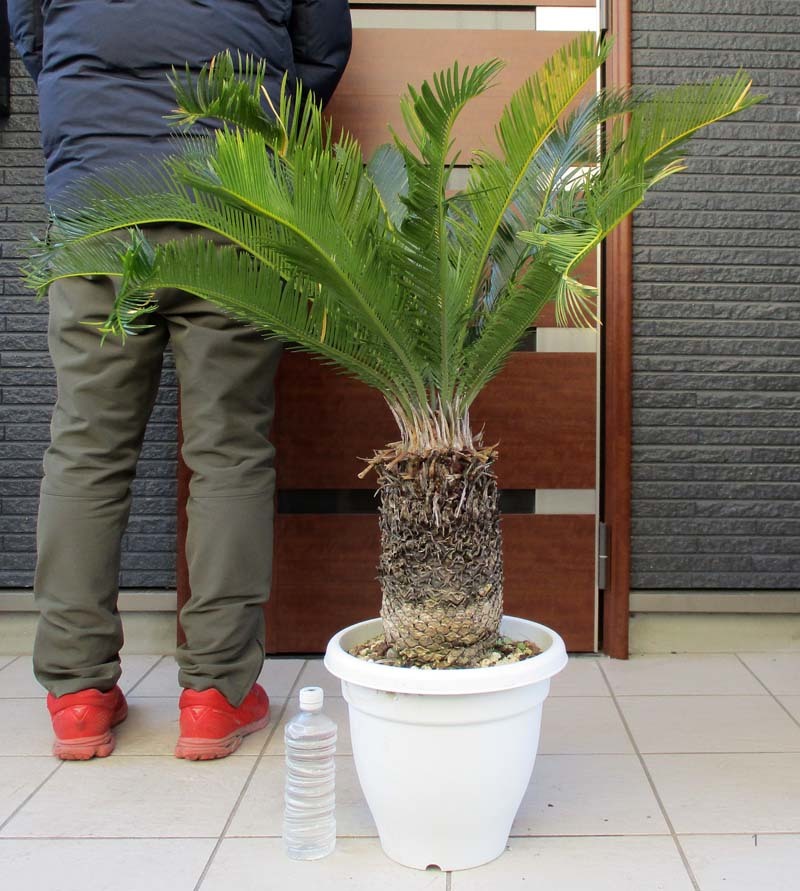 現品】蘇鉄（ソテツ）超大株 10号 BY26